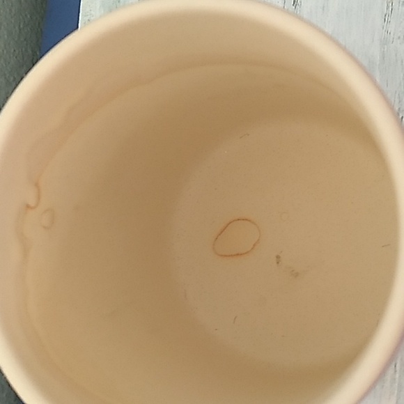 Succulent in a ceramic pot - Picture 5 of 9